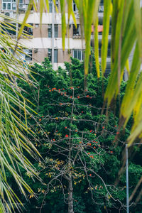 Low angle view of plants