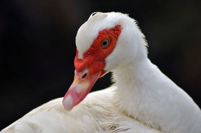 White goose close up in the outdoors