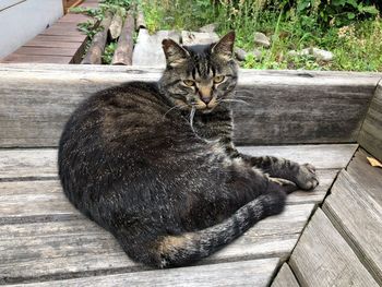 Portrait of a cat sitting on wood