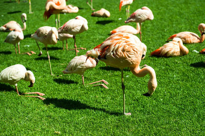 Flock of birds on field