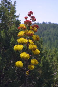 Yellow flowers growing on tree