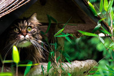 Close-up of a cat looking up