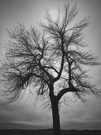 Low angle view of silhouette bare tree against sky