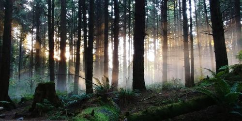 Sunlight streaming through trees in forest