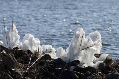 Close-up of swan in lake