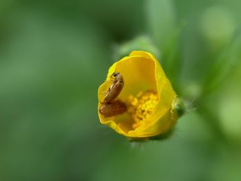 Close-up of insect on yellow flower