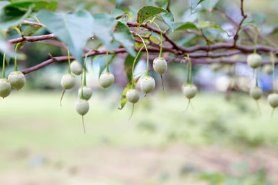 Close-up of berries growing on tree