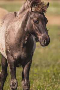 Horse in a field