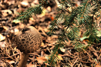 Close-up of plant