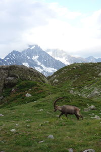 View of a horse on field