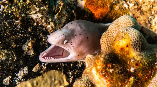 Close-up of fish swimming in sea