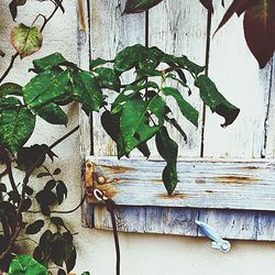 Plant growing on wood