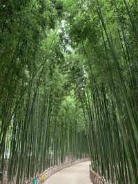 View of bamboo trees in forest