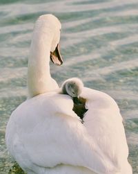 Swan in a lake