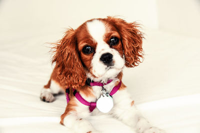 Copper colored cavalier king charles spaniel puppy portrait, wearing harness and tags.