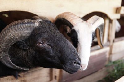 Close-up of goat