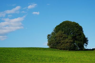 Tree on field against sky
