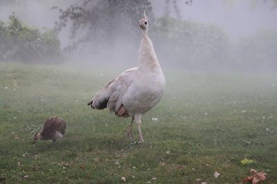 Birds on grass during foggy weather