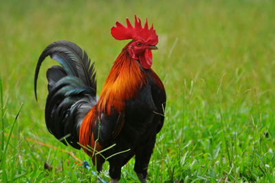 Rooster in a field