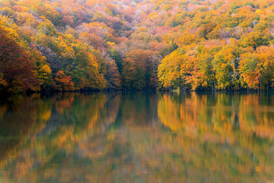 Scenic view of lake by trees during autumn