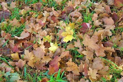 High angle view of maple leaves on field