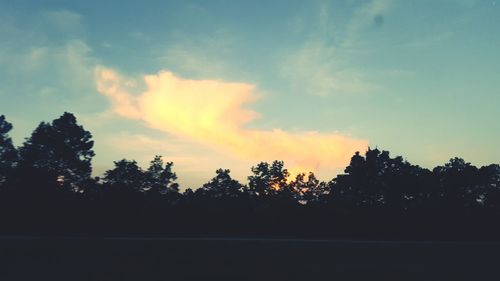 Silhouette of trees at sunset