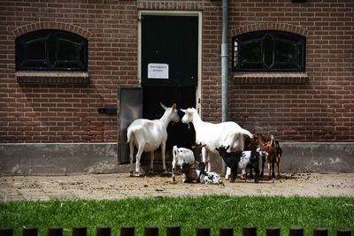 Horses standing in a building