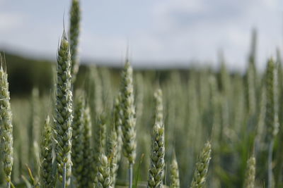 Close-up of wheat growing on field