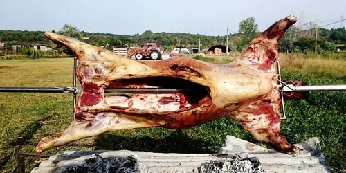 Close-up of animal skull on field