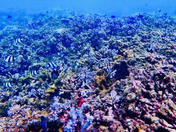 View of coral in sea