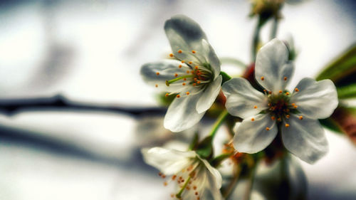 Close-up of white flowers