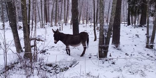 Horse standing on snow covered field