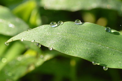 Close-up of water drops on leaves