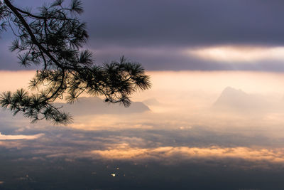 Low angle view of silhouette tree against sky during sunset