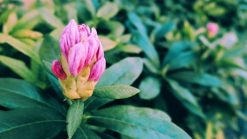 Close-up of pink flowers