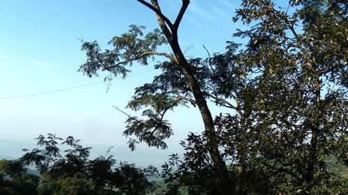 Low angle view of trees against sky