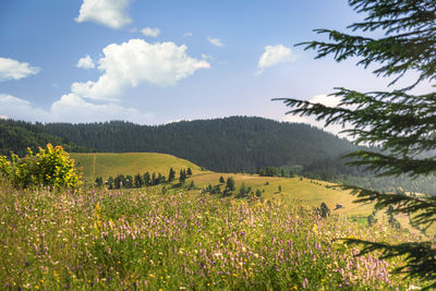 Scenic view of grassy field against sky
