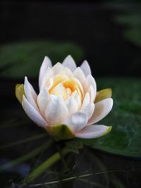 Close-up of white flowering plant on field