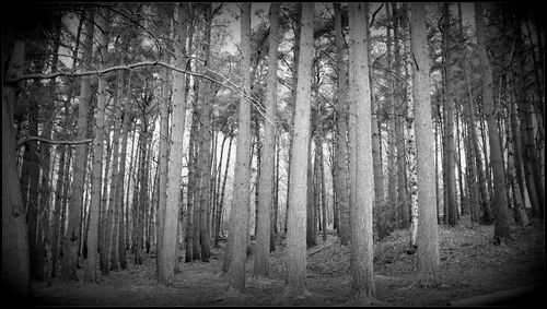 Bare trees in forest