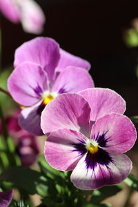 Close-up of pink flowering plant