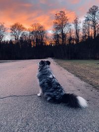 Dog sitting on bare tree against sky during sunset