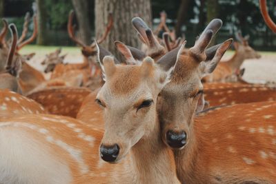 Close-up of deer