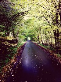 Empty road passing through trees