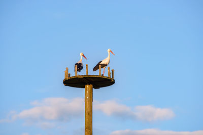 Low angle view of bird perching on wooden post against sky