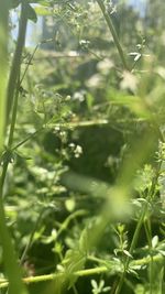 plant