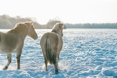 Horses in winter on the pasture. walk free on the field in the snow