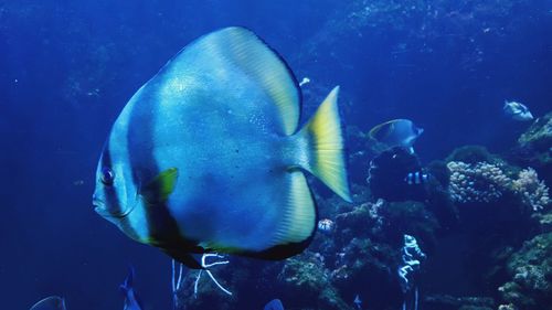 Fish swimming in sea