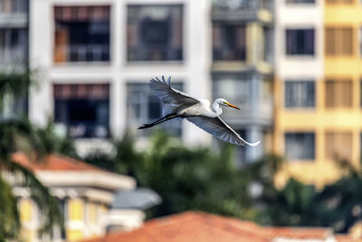 Bird flying in a building