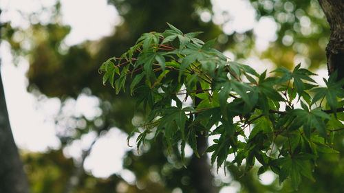 Close-up of fresh green leaves on plant
