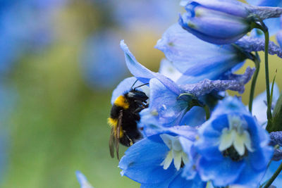 Close-up of bee on purple flower